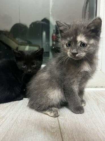 кошка домик: Отдам даром котят. Их пятеро. 3 мальчика и 2 девочки Возраст: 2 месяца — 4