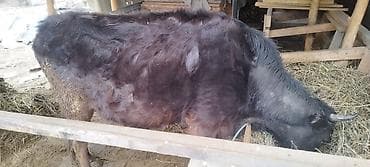 орпингтон куры: Продаю | Корова (самка) | На откорм | Привязанные — 3