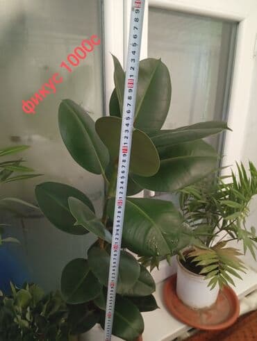 кора дерева: Комнатные и уличные растения в кашпо - Туя в горшках. Компактные — 7