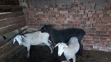 Башка жаныбарлар: Сатам | Кочкор (эркек) | Союуга | Бычылган — 9