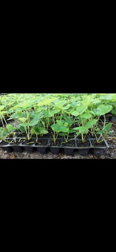куплю продам мед: Көчөттөр : Кулпунай, Акылуу жеткирүү, Өзү алып кетүү — 5