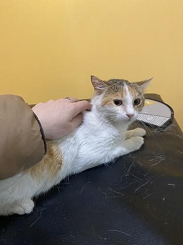 коша: Кошка даром: Беспородная, 1 год, Девочка, Кастрирована, Приучена к лотку, Проглистована — 4