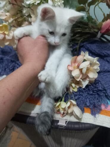 отдам котят в добрые руки бишкек: Отдам в добрые и заботливые руки чудесных котят! Нашим малышам уже 3–4 — 7