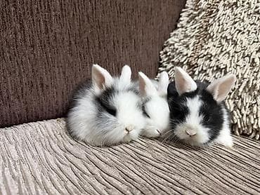 маркой свинка: Кролики декоративные, карликовая порода - вислоухие Отлично подойдут — 5