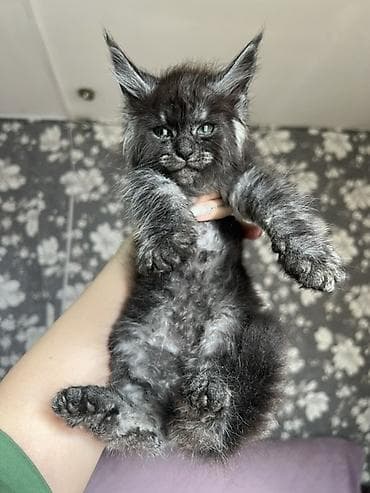 кошка продаётся: Эксклюзивные мощные котята Мейн куны с полным пакетом Документов — 4