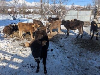 домашний петух: Продаю | Бык (самец) | Герефорд, Голштин, Швицкая | На откорм | Племенные — 8