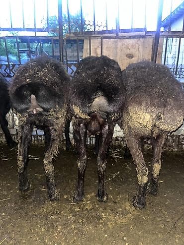 жаны асый: Сатам | Кочкор (эркек) | Союуга, Көбөйтүү үчүн | Ургаачы — 3