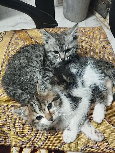 серые кошки фото: Отдам котят в добрые руки, все котята самцы, к лотку приучены, и — 6