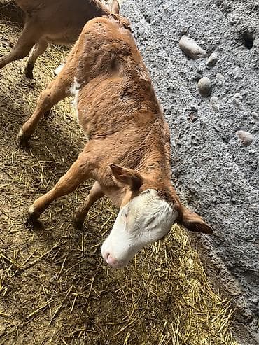 Продаю | Музоо, торпок | Голштин, Айрширская | Для разведения