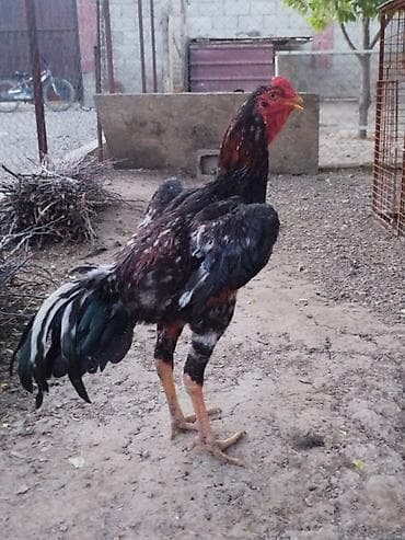 Дакан короздор сатылат активный алмашу жолдору бар жемге жугоруго