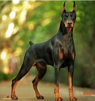 сколько стоят доберманы: Доберман, 6 месяцев, Самка — 1