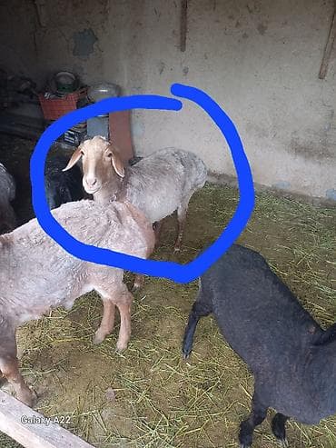 каракол кролик: Сатам | Ургаачы кой (ургаачы) | Арашан | Көбөйтүү үчүн | Токту — 2