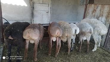 афганская порода овец: Продаю | Баран (самец) | На забой — 6