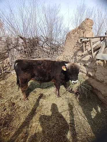 Продаю | Бык (самец) | Привязанные