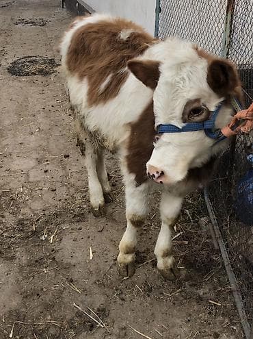 Продаю | Тёлка | На откорм | Привязанные