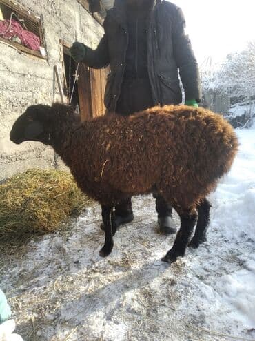 купить калифорнийского червя: Продаю | Баран (самец) | Для разведения | Кастрированные — 3