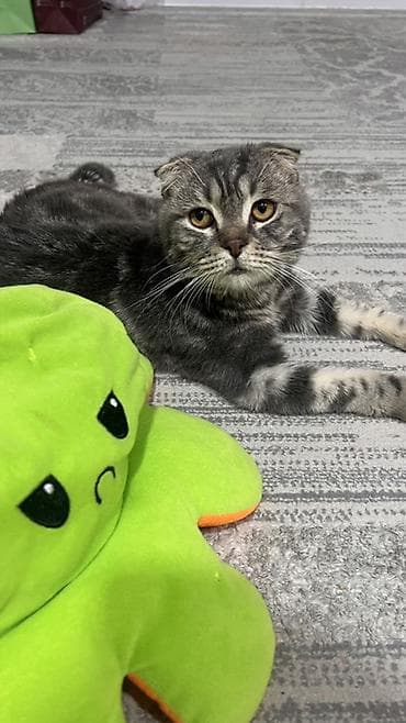 Шотландский вислоухий кот (Scottish Fold) 8 месячный - Окрас — 1