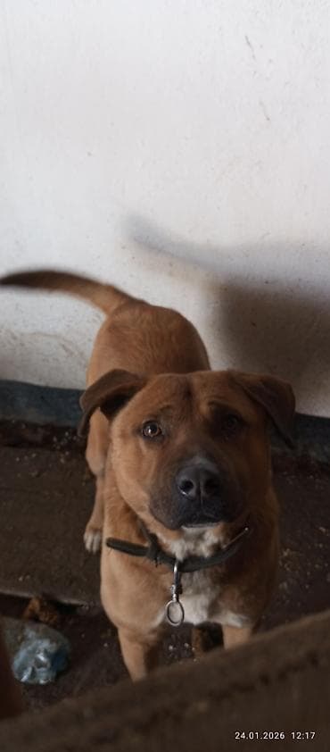 собака жалал абад: Ит бекер берилет: Амстафф, 2 жаш, Эркек, Эмделген — 1