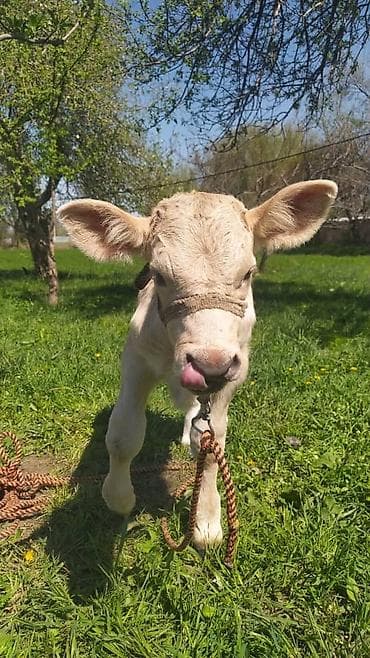 6 месяцев: Продаю | Музоо, торпок — 3