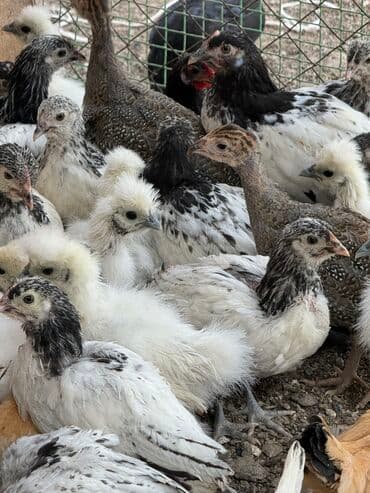 домик для животных: Продаю | Петух, Куры — 6