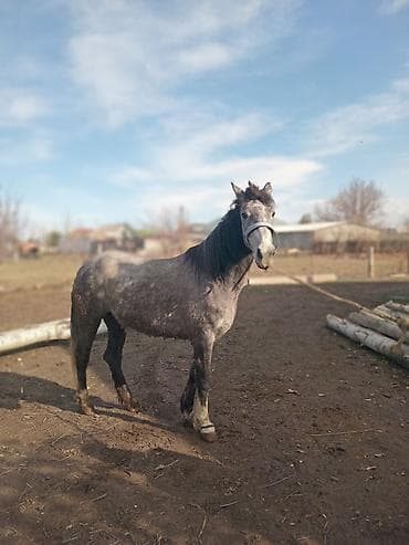 матор драбилка: Продаю | Жеребец | Рабочий — 7