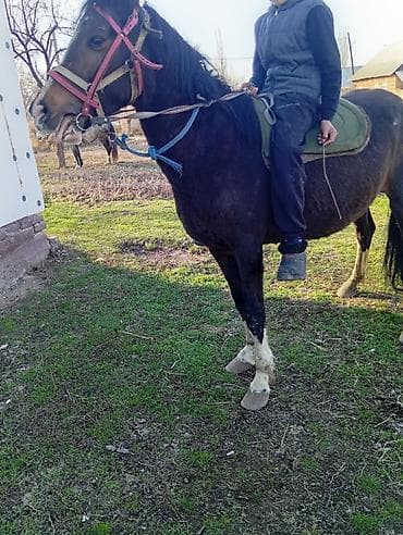 попугай африканский жако: Продаю | Кобыла (самка) — 4