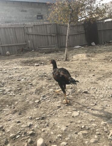 корм животным: Продаю | Петух, Цыплята | Дакан, Бойцовая | Для боев — 1