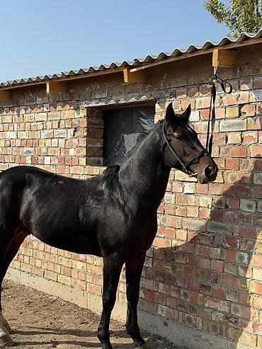 Грызуны: Продаю | Жеребец | Рабочий — 2