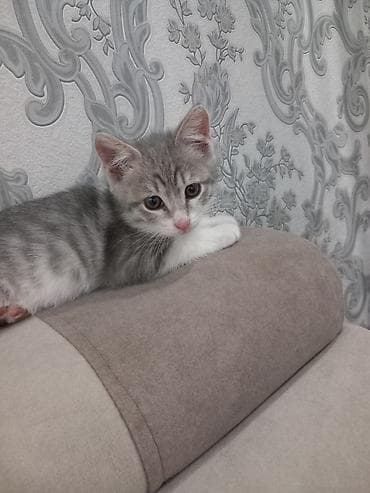 cat sofa: Кошка даром: Беспородная, 3 месяца, Девочка — 6
