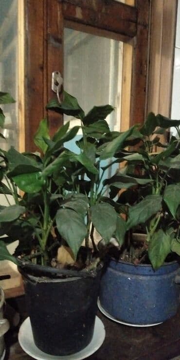 цветы женское счастье: Продаю цветы "женское счастье".большие кусты — 3