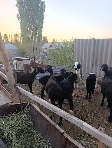 битал теке: Продаю | Овца (самка) | Эдильбаевская | Для разведения | Матка — 1