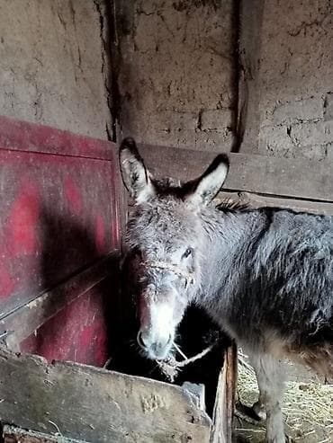 тигил: Осёл домашний (серая масть, тёмная «полоса» по хребту) - Вид: осёл — 2