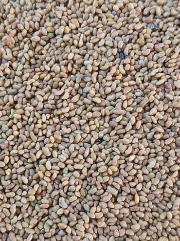 детские подарки на новый год бишкек: Семена кормовых растений: Люцерна, Самовывоз — 5