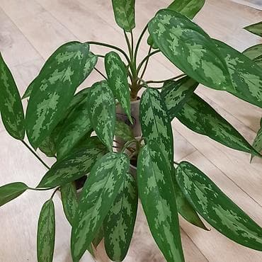 себе: Комнатные растения в декоративных горшках: 1) Шеффлера (Schefflera — 10