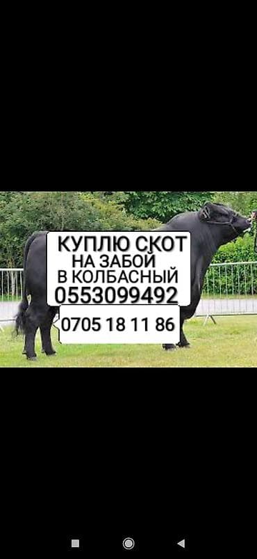 Жеке жак, Колбаса цехи : Уйлар, букалар, Жылкылар, аттар, Башка а/ч жаныбарлары, | Күнү-түнү, Бардык шартта, Союлган