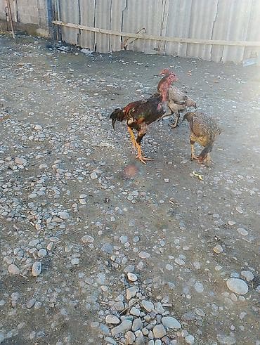 черная курица купить: Продаю | Петух | Бойцовая | Для разведения — 2