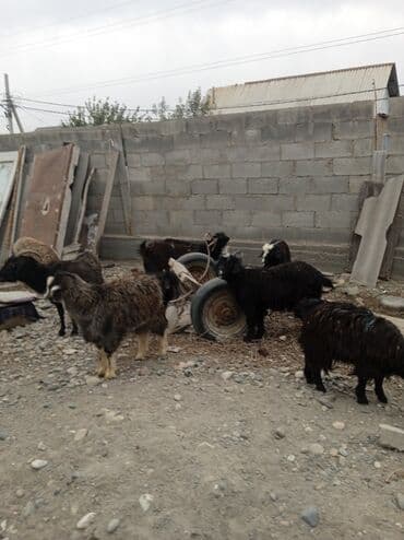 продаю дойную козу: Продаю | Коза (самка) | Полукровка | Для разведения — 1