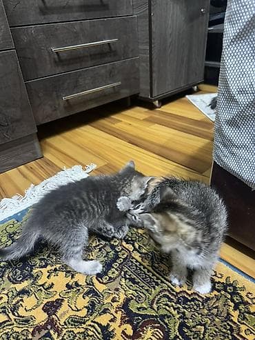 шотландские кошки цена: Скотиш Фолд (Шотландская вислоухая), 2 месяца, Девочка, Серый, Метис — 4
