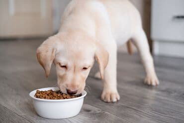 ит мал айдайт: Продаю щенка Лабрадора девочка 2 месяца . Щенок лабрадора — 5