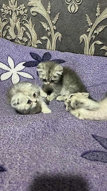 кошка саванна: Шотландские котята, серебристо‑серые, плюшёвая шерсть. Ушки у части — 10