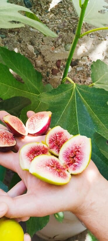 где купить саженцы гортензии в бишкеке: 📍Продаю инжир 1 год 7 месяцев плодоносящий, через 2-3 месяца можно — 8