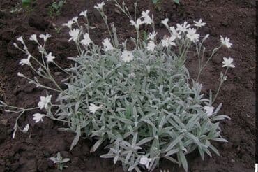 вьющиеся цветы: Рассада цветка: Самовывоз — 2