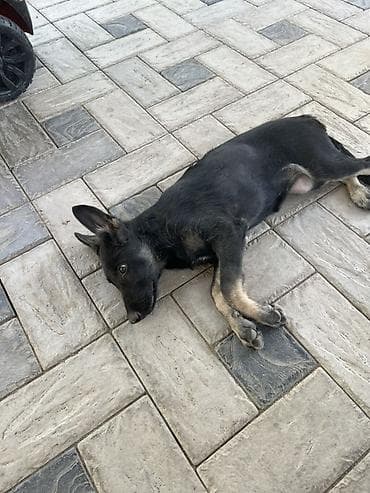 ph down: Немецкая овчарка, 3 месяца, Самка — 3