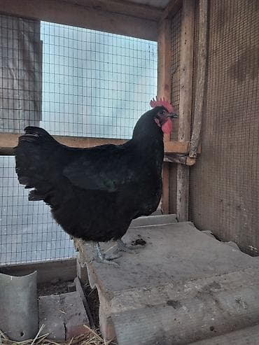 Айыл-чарба жаныбарлары: Сатам | Тооктор | Жумуртка туудуруу үчүн — 4