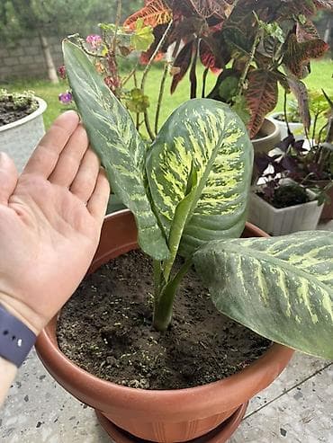Үй жана бакча: Диффенбахия (Dieffenbachia) в горшке - Декоративно-лиственное — 2