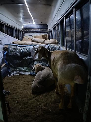 porter 1: Грузоперевозки по маршруту Бишкек – Каракол. - Междугородняя доставка — 8