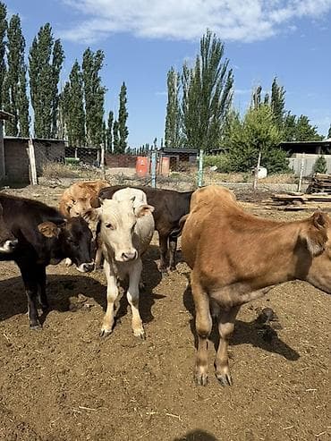 золотая шиншила кошка: Продаю | Бык (самец) | На откорм — 3