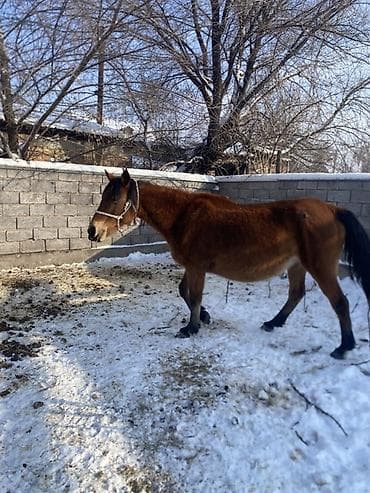 лошадь лошадь: Продаю | Кобыла (самка) | Для разведения, Для молока | Осеменитель — 6