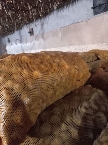 срочно продаю в связи с переездом: Картошка Пикассо — 4