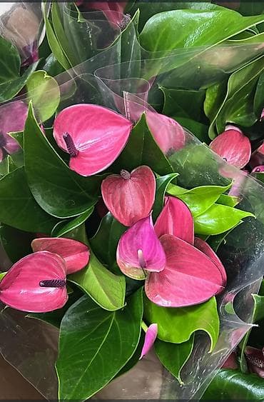 для мусульман: Антуриум (Anthurium andreanum) в горшке. - Декоративно-цветущее — 2
